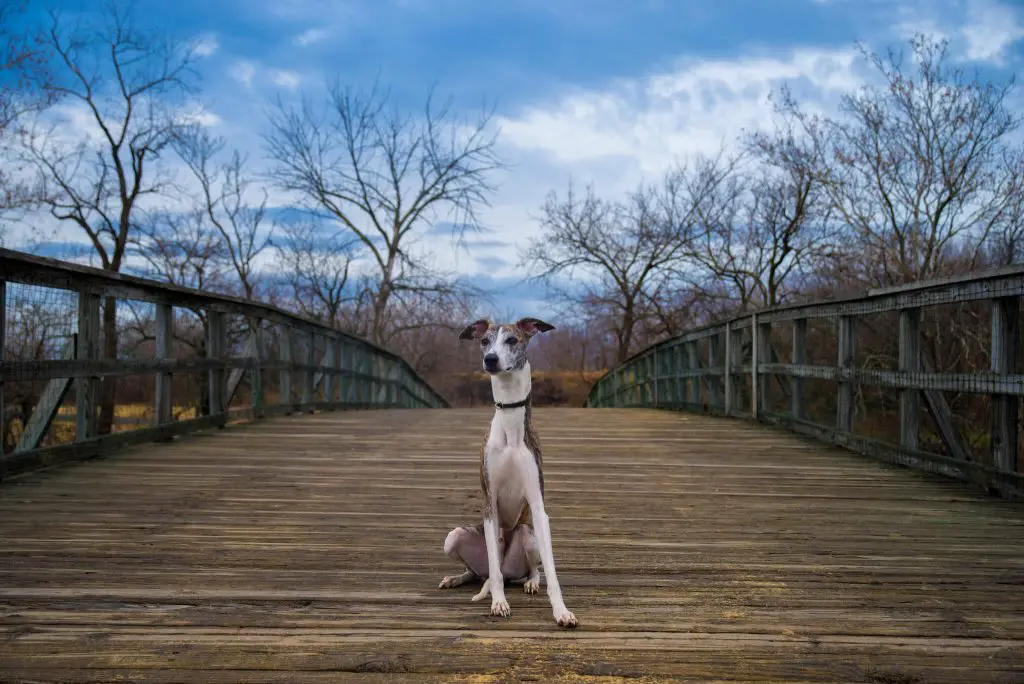 why do whippets burrow so much?