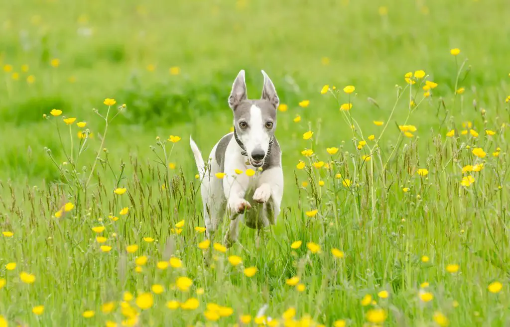 how to bond with your whippet