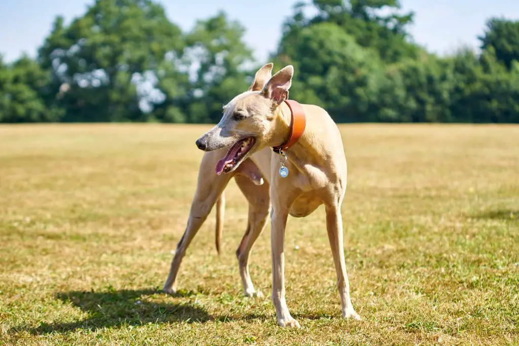 how to take whippets without a cracker