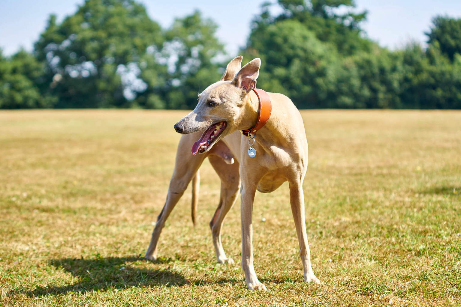 How To Clean Your Whippets Teeth Correctly WhippetCentral