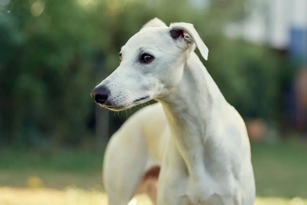 why do whippets chatter their teeth?