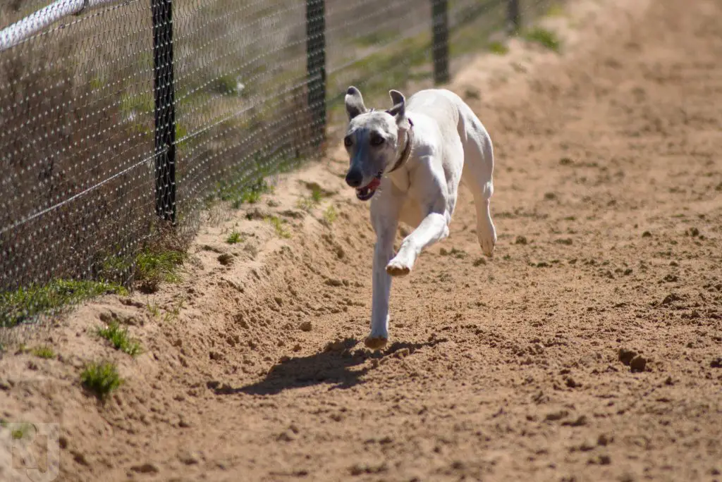 are whippets good with babies?