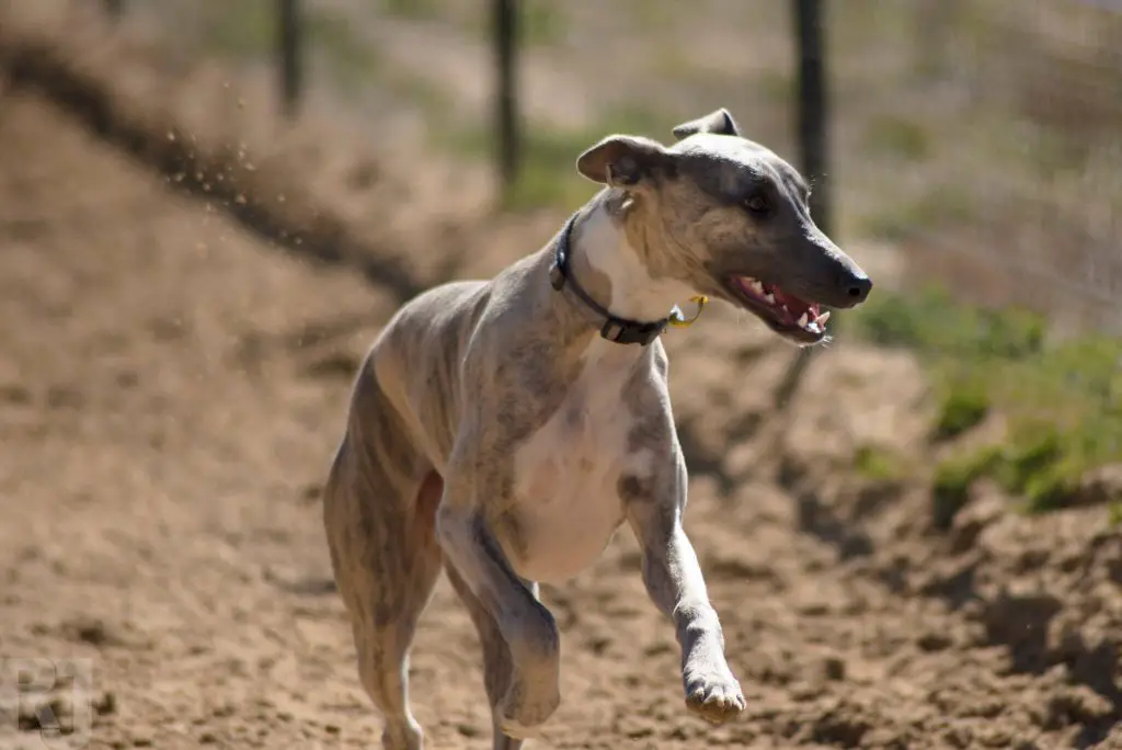 why do whippets chatter their teeth?