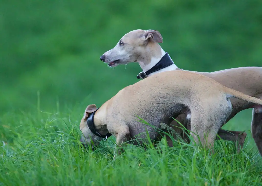 are whippets anxious dogs?