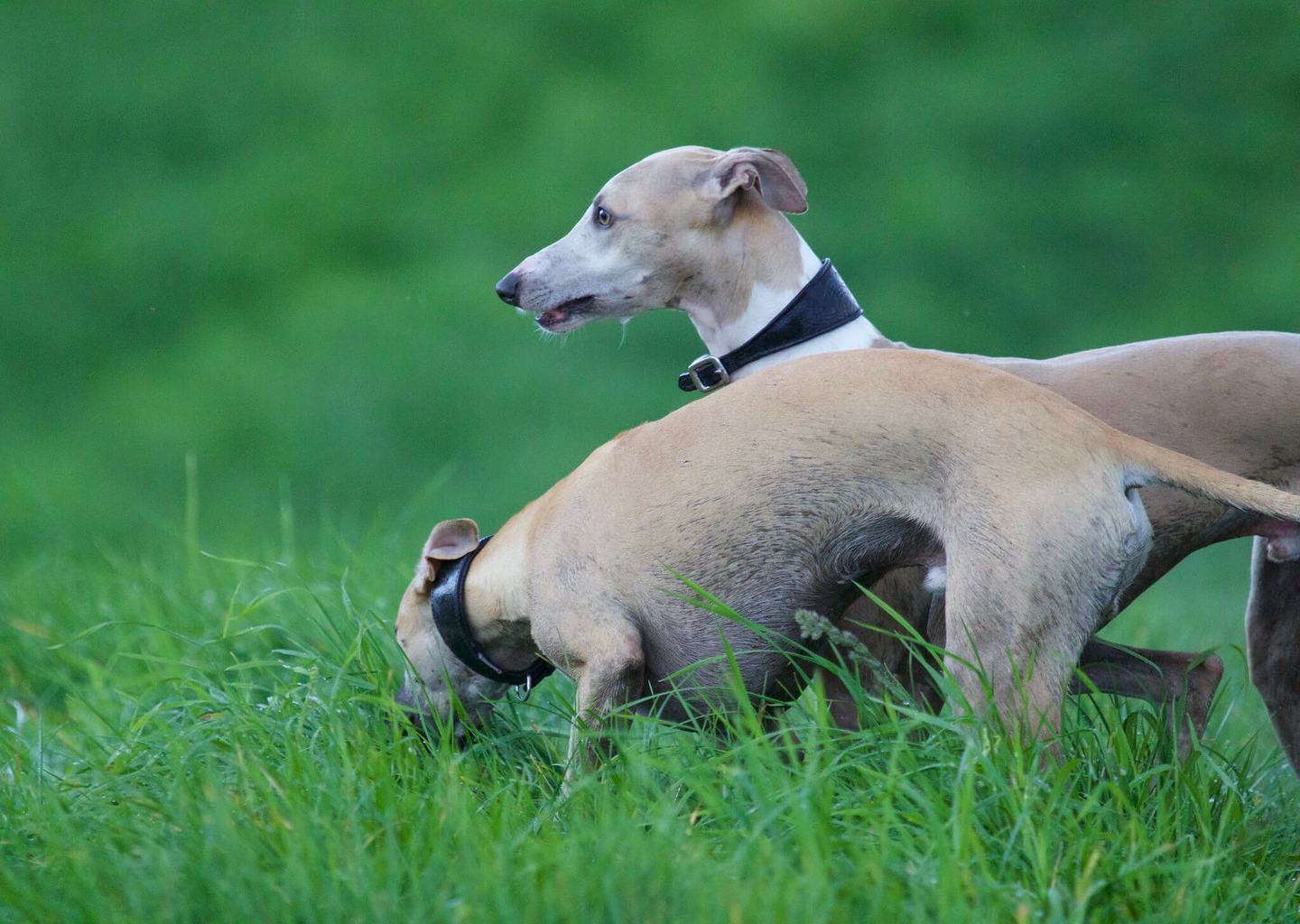 Are Whippets Anxious Dogs? WhippetCentral
