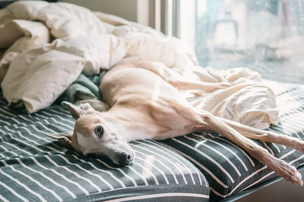 when do whippet puppies lose their teeth?