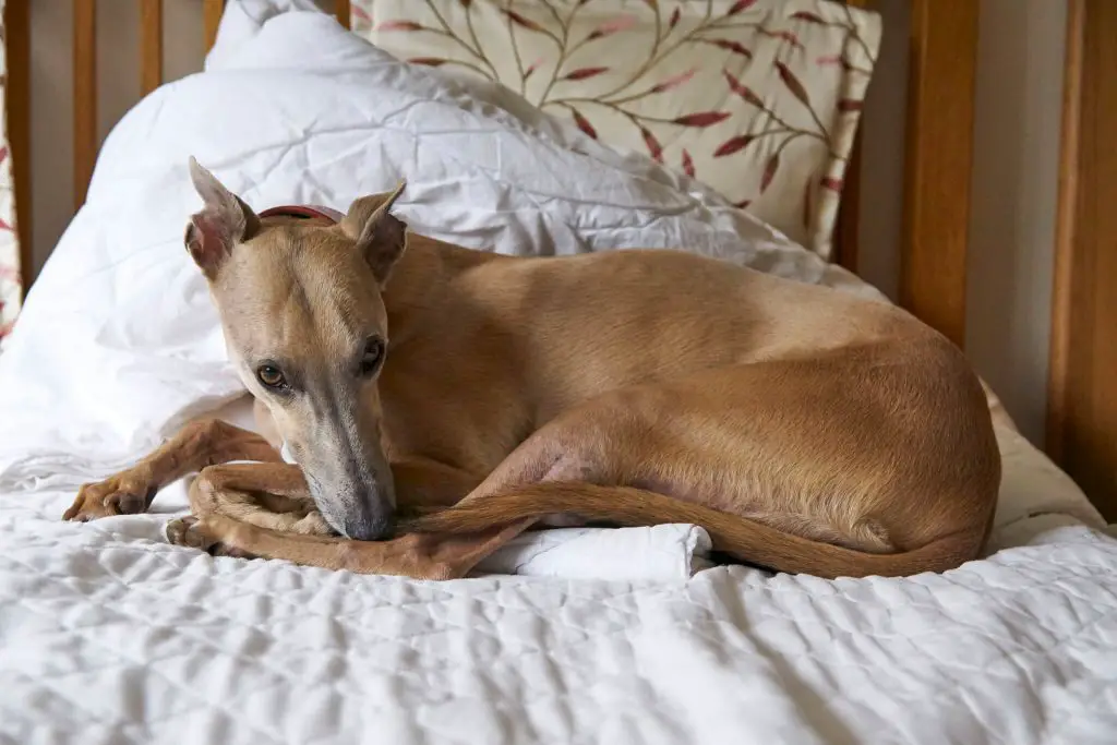 are whippets good with babies?