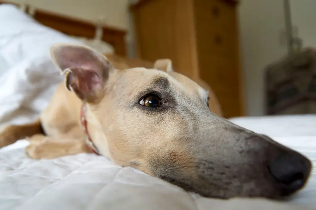 why do whippets burrow so much?