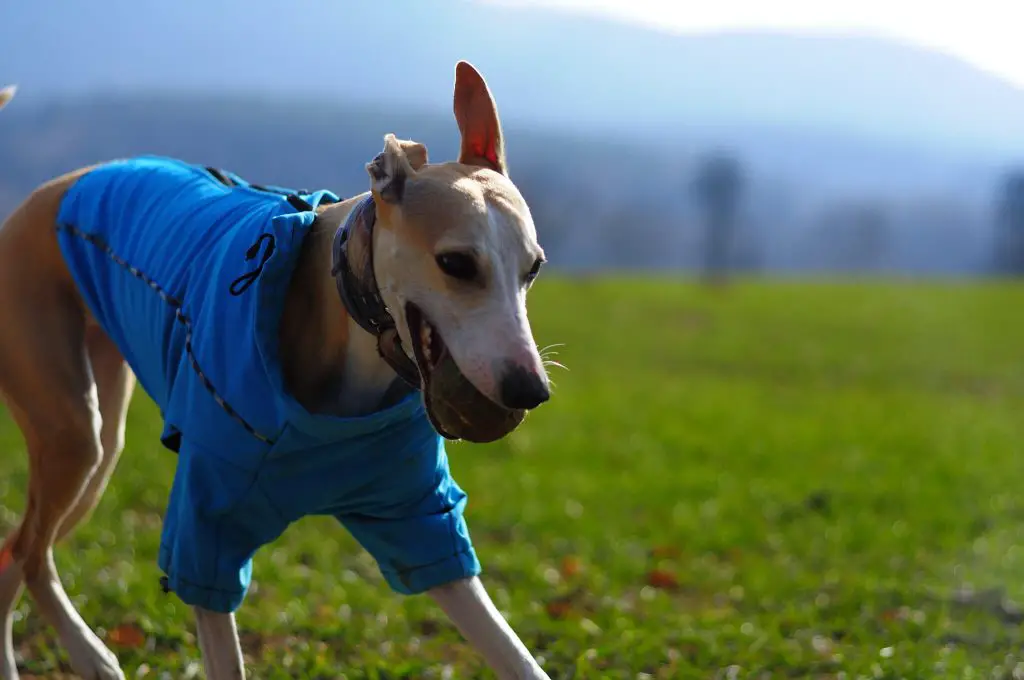 are whippets picky eaters?