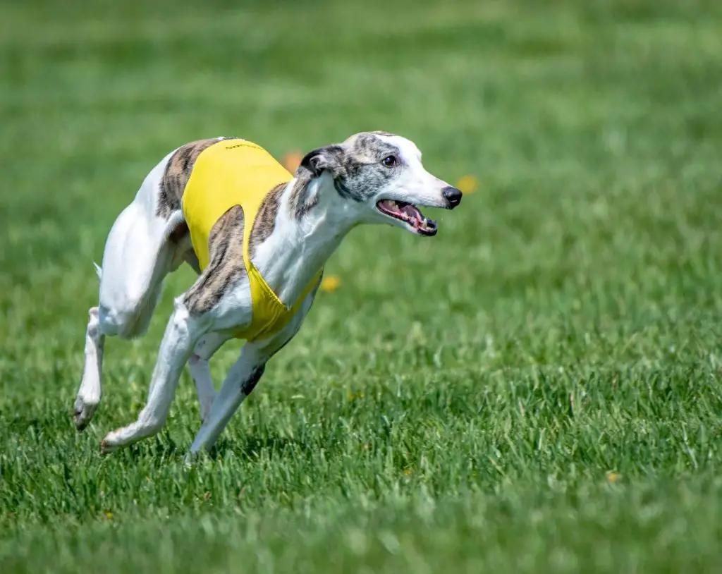 are whippets fussy eaters?