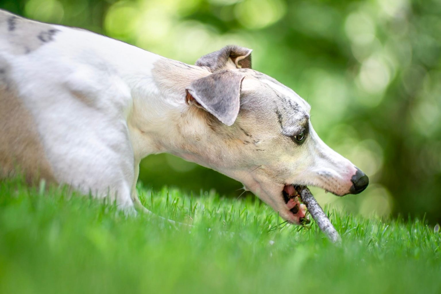 Are Whippets Fussy Eaters? WhippetCentral