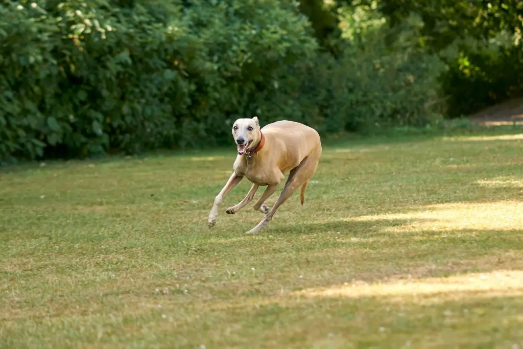 how to bond with your whippet