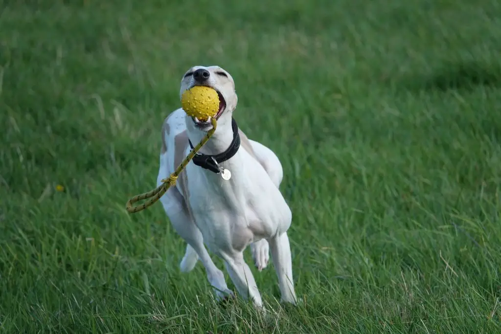 can whippets get along with cats?