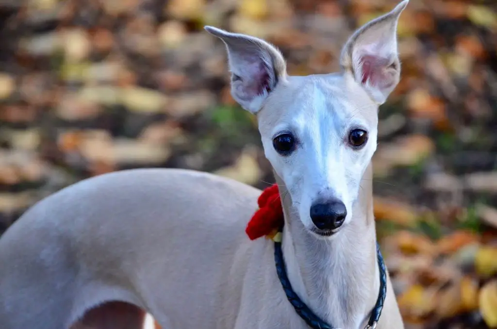 how to pet your whippet correctly