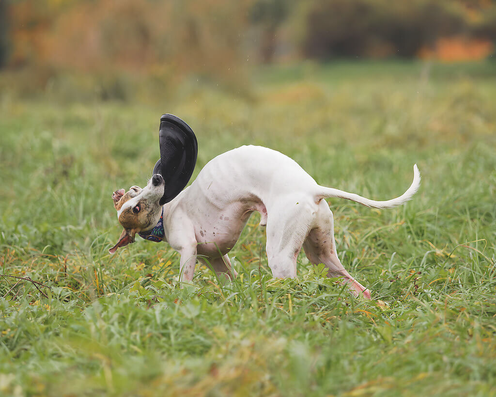 are whippets hyperactive dogs?