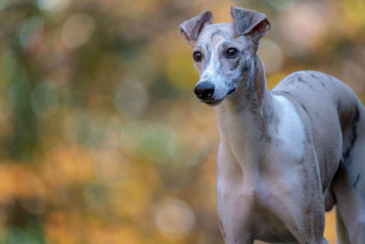 Are Whippets Anxious Dogs? WhippetCentral