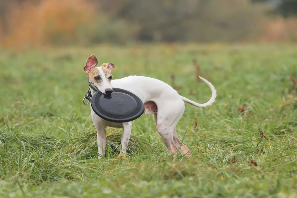 are whippets hyper dogs?