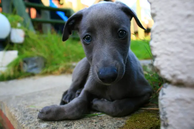 what-is-a-blue-whippet-everything-you-need-to-know