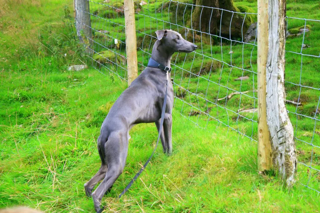 blue whippet