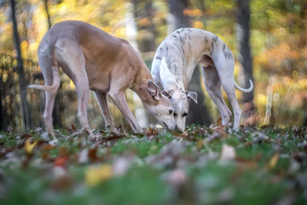 when will my whippet have her first season?