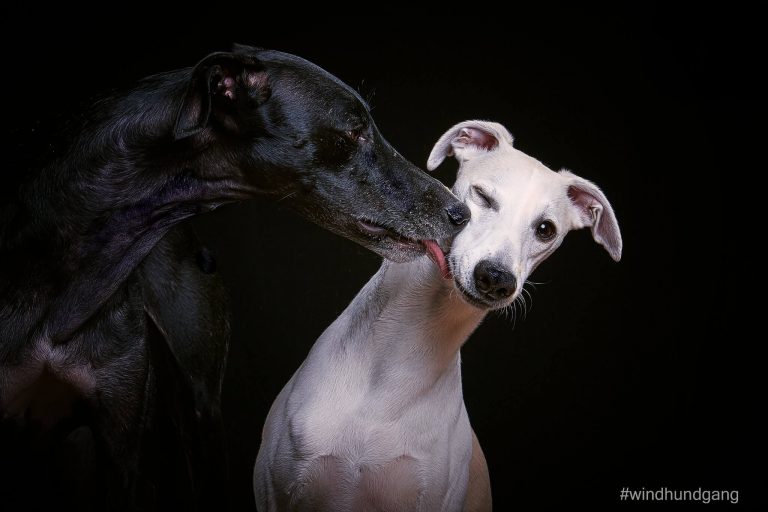 Do Whippets Get Jealous? WhippetCentral