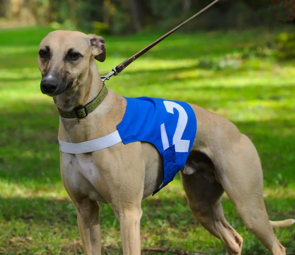 whippet off leash