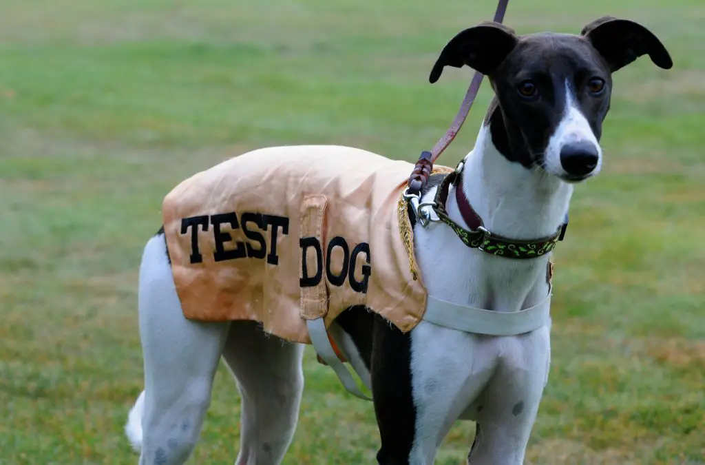 can whippets be trusted off the leash?