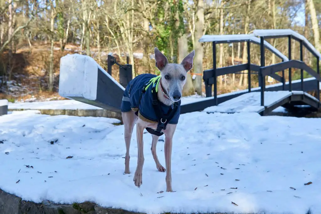 do whippets feel the cold