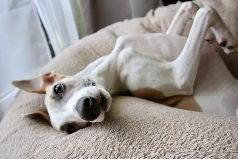 Are Whippets High Maintenance Dogs? WhippetCentral