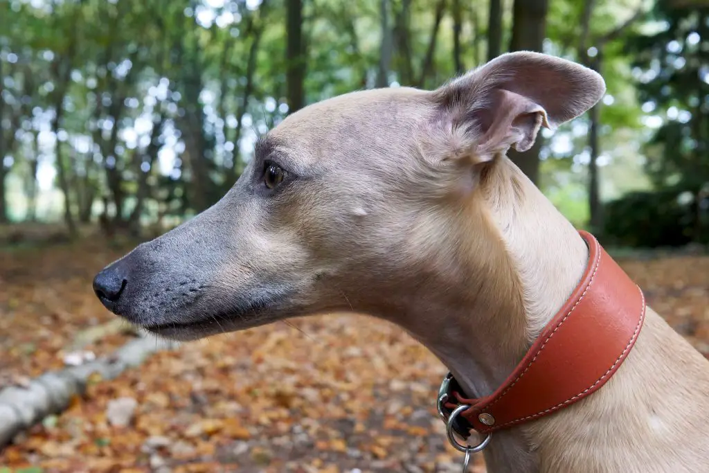 do whippets have bad breath?