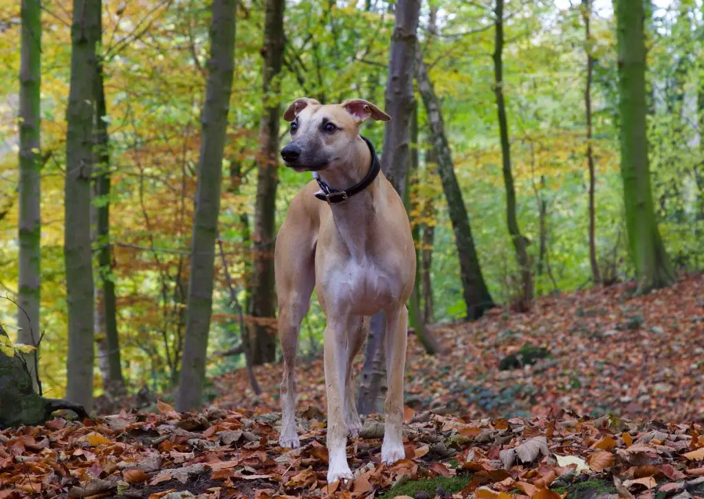 do whippets have bad breath?