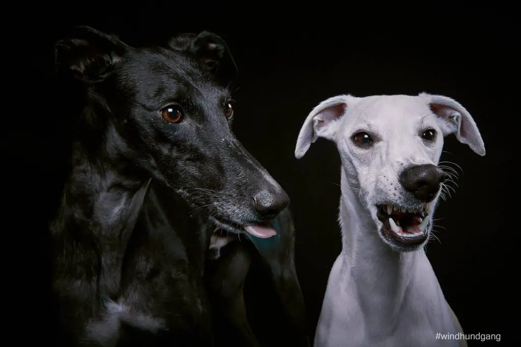 are whippets jealous dogs?