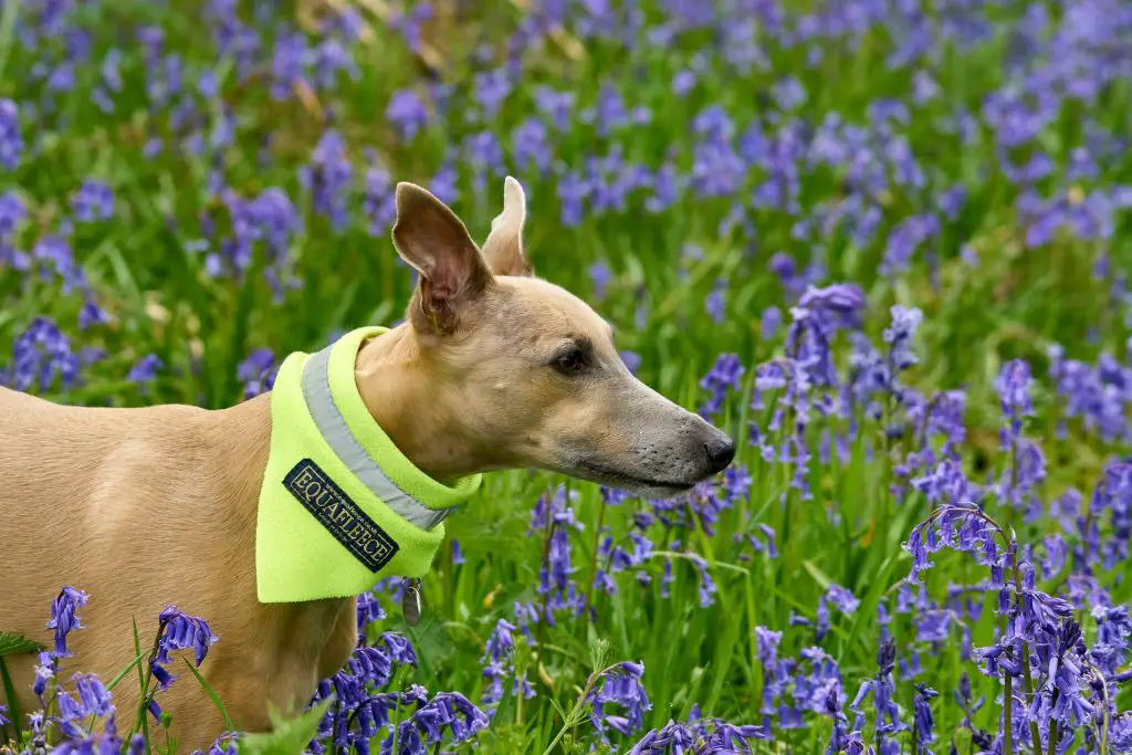 are whippets smelly dogs?