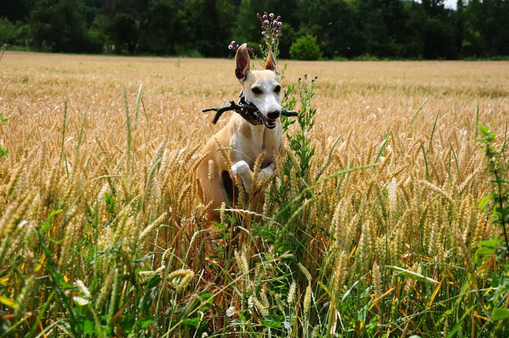 why wont my whippet eat?