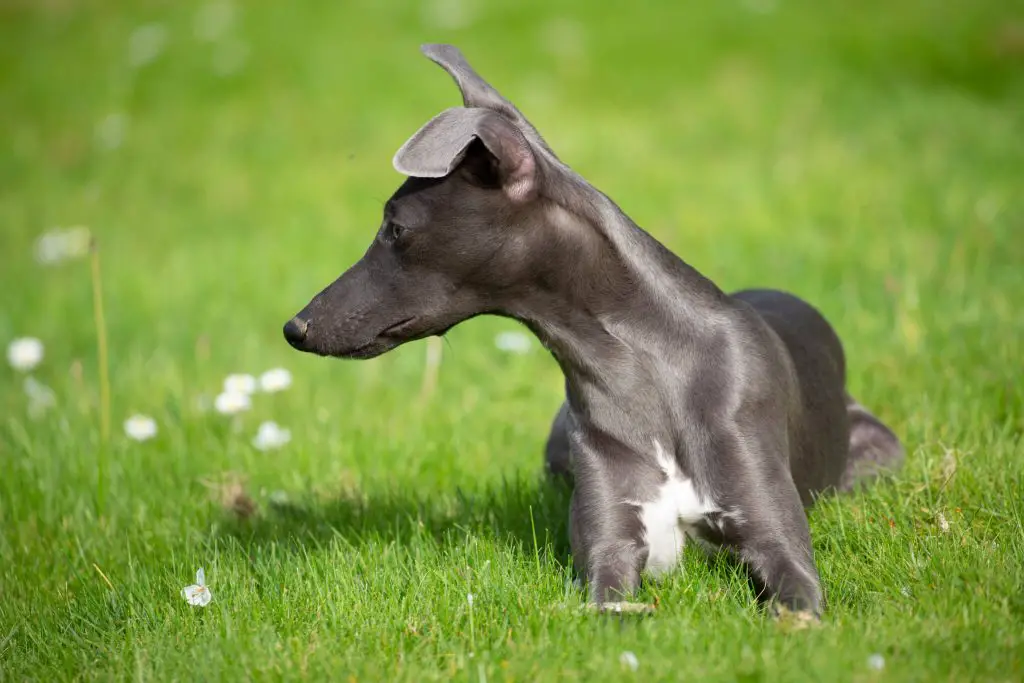 blue whippet