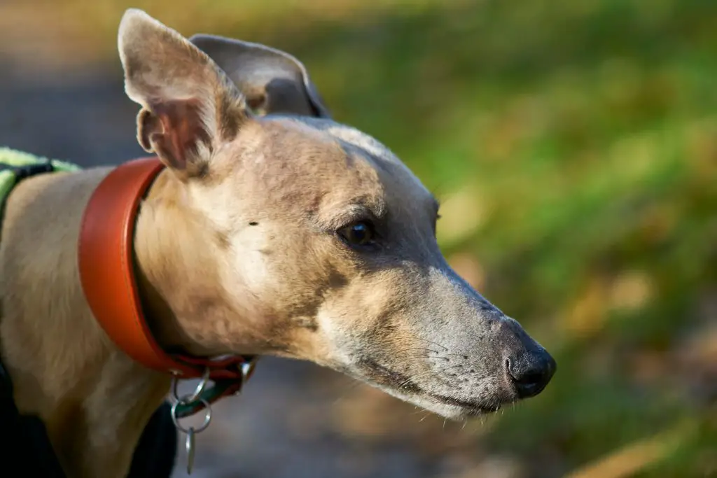 how to clean a whippets ears correctly