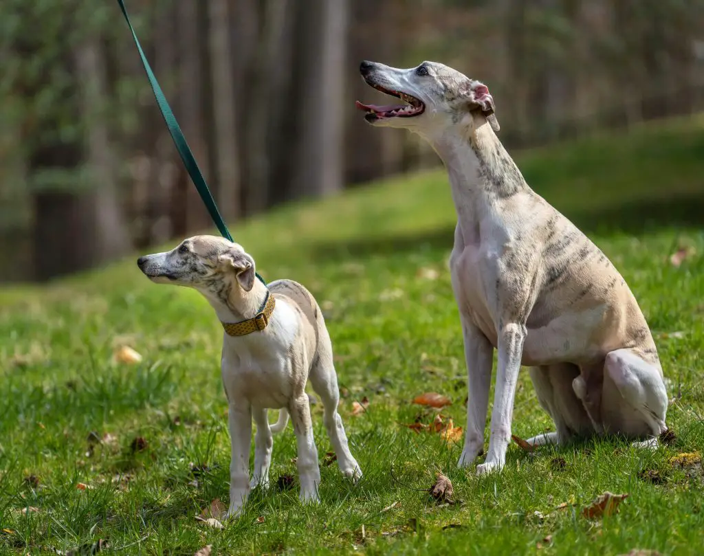 do whippets like to sit down?