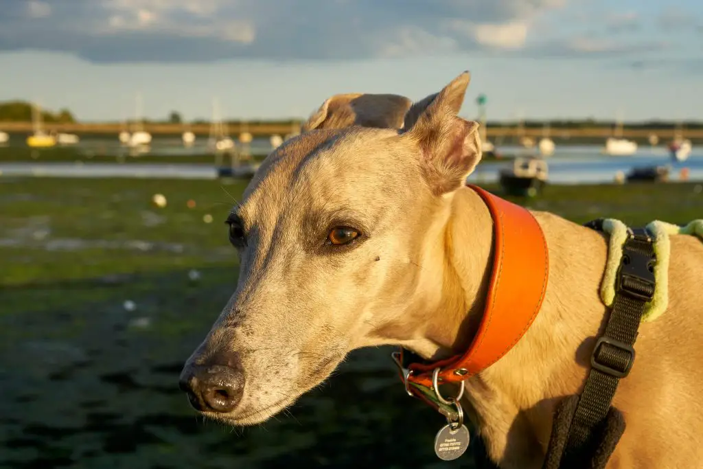 how do you clean greyhound ears