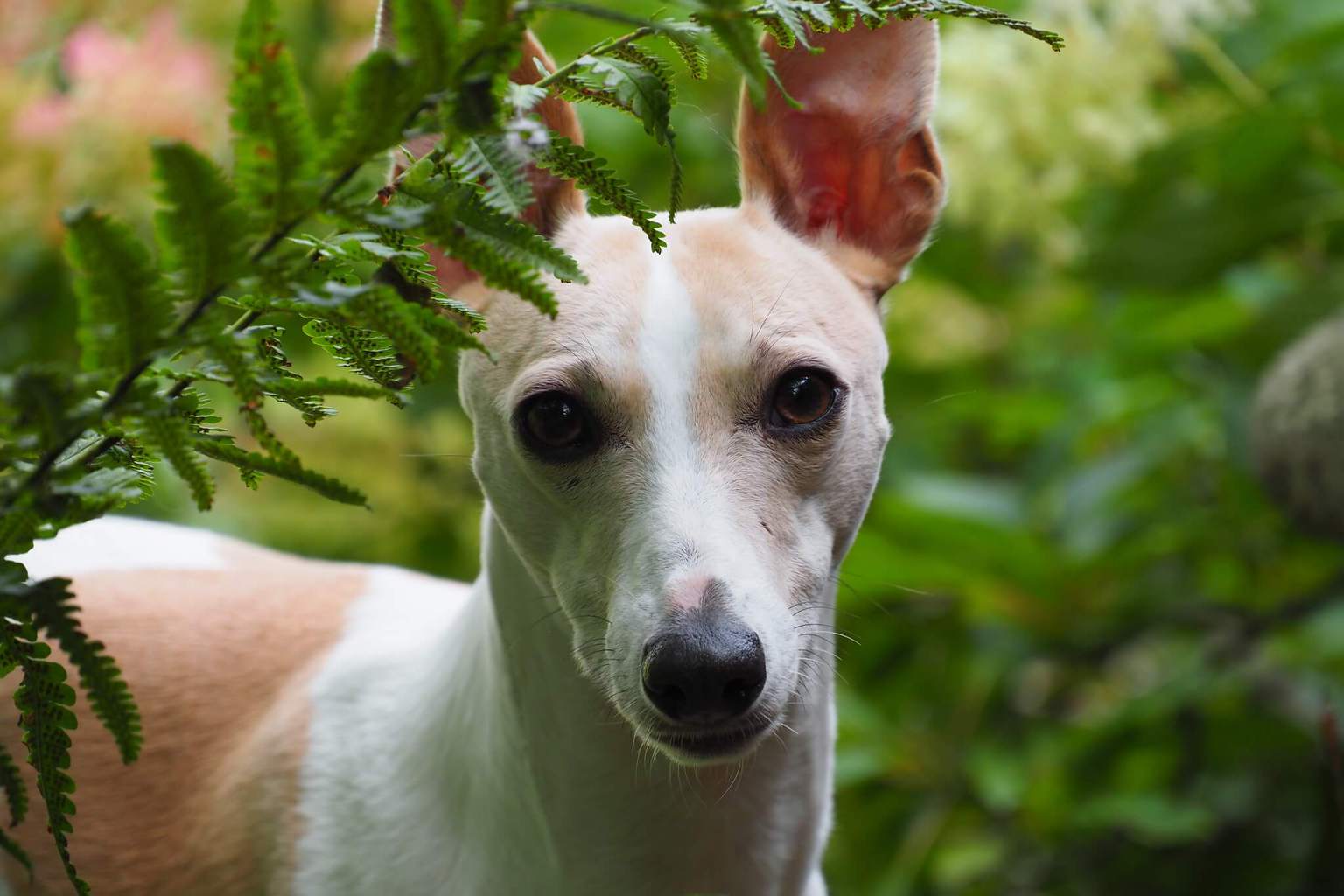 How To Clean A Whippets Ears Correctly WhippetCentral