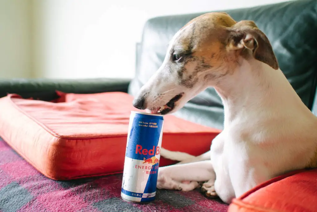 how to care for your old whippet