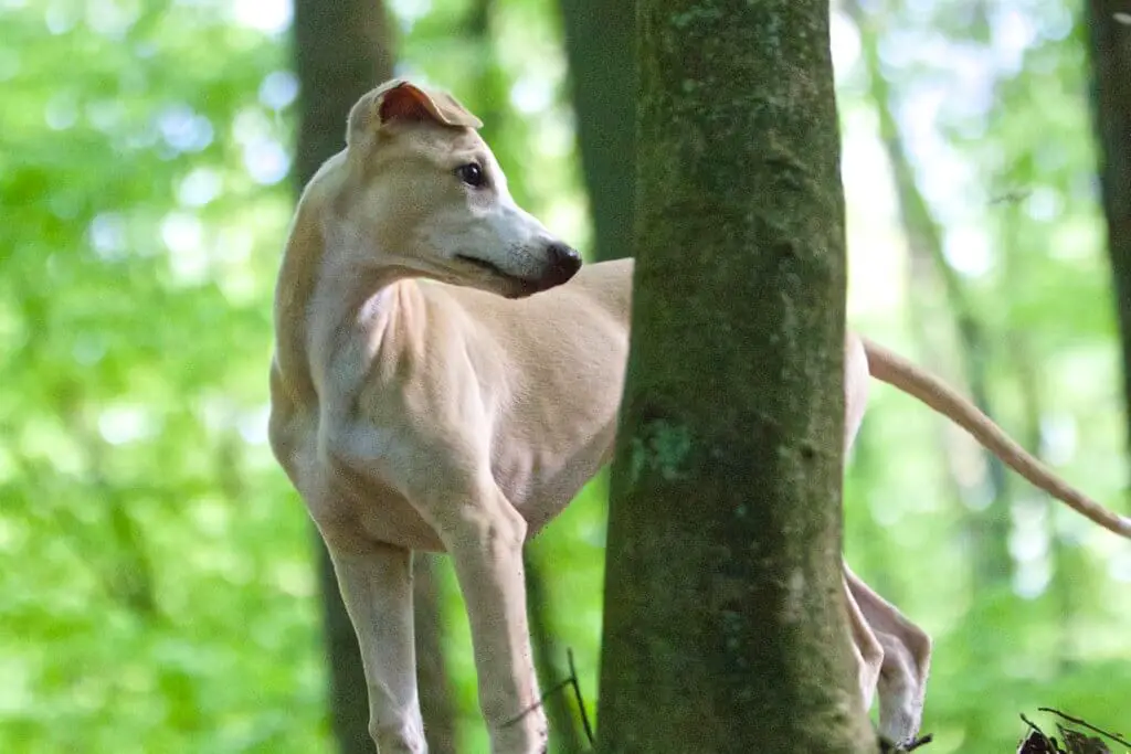 are whippets easy to house train?