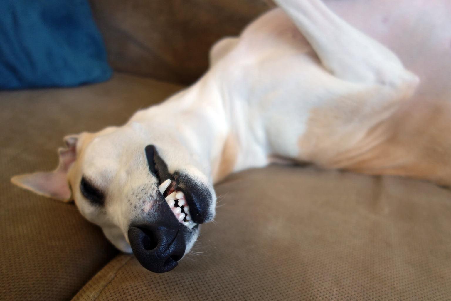 whippet house training