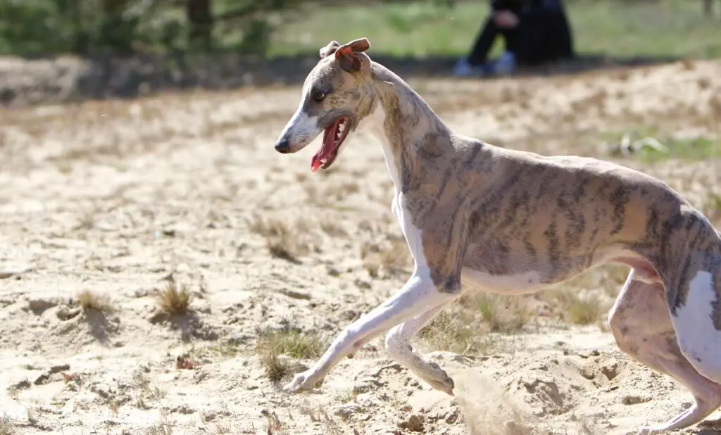 what to do when my whippet is sick