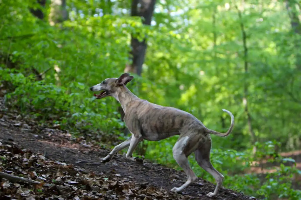 how much should a healthy whippet weigh?