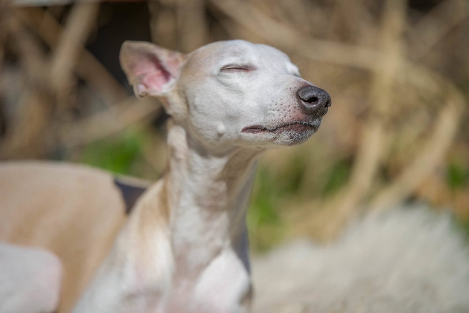 Are Whippets Good Pets? The Whole Truth WhippetCentral