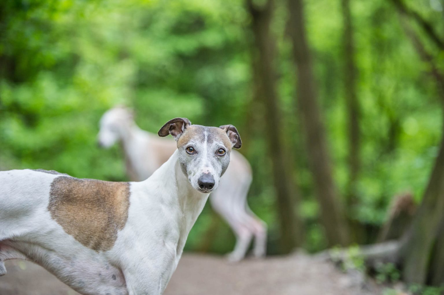 Are Whippets Good Pets? The Whole Truth WhippetCentral