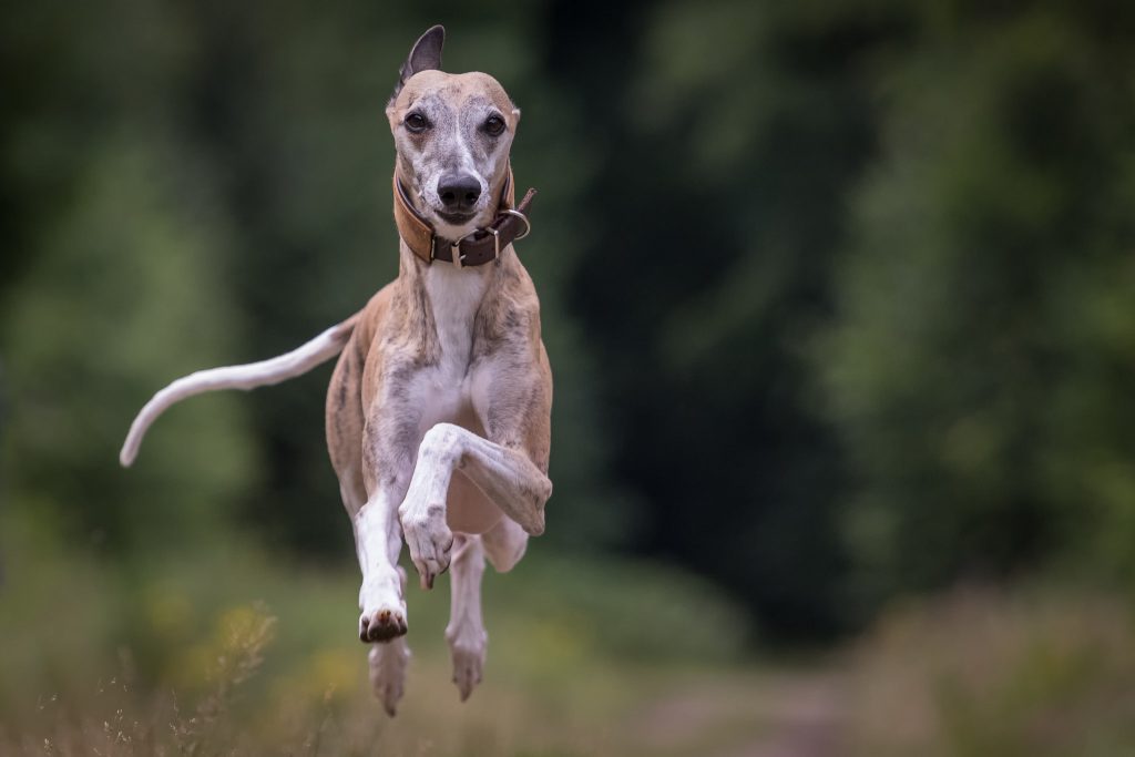 what is a whippet dog?