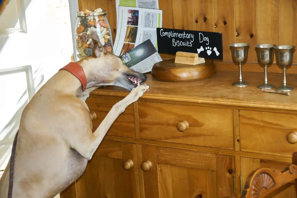 naughty whippet