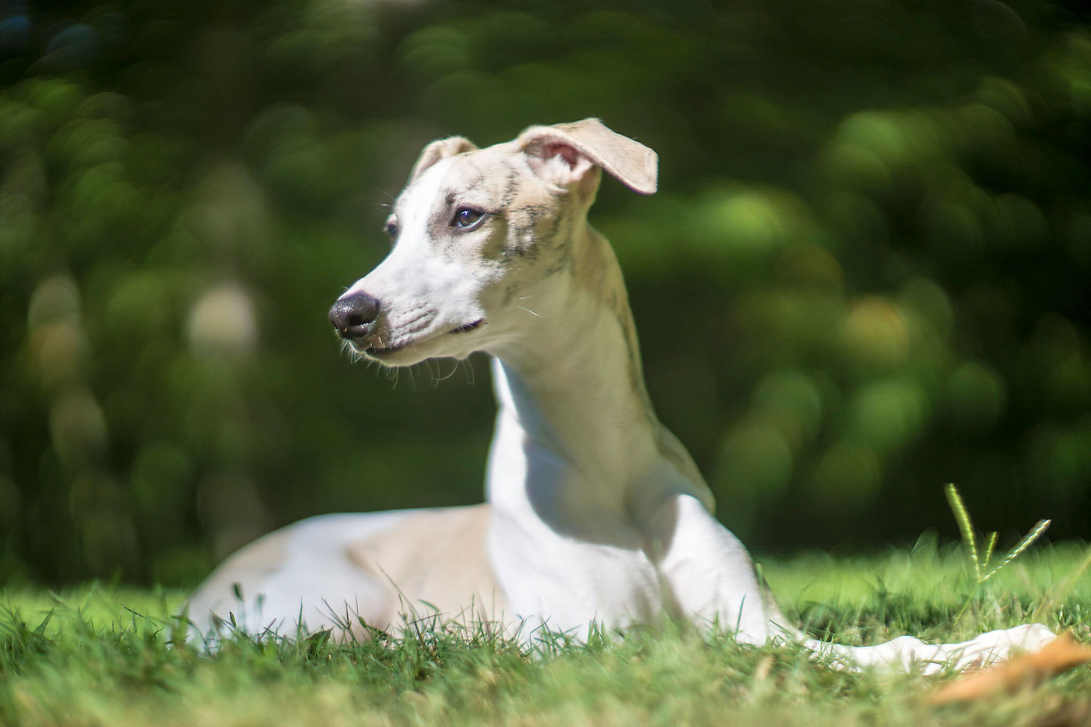 Are Whippet Puppies Hard Work? WhippetCentral