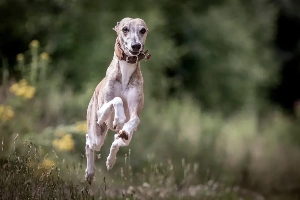 what is a whippet dog?